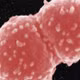 Sinh vật ‘bất tử’ Deinococcus radiodurans làm giới khoa học phải viết lại giới hạn sống