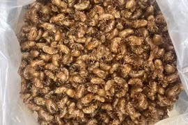 Săn xác ve sầu gần 2 triệu/kg, dân Gia Lai đổ xô vào rừng