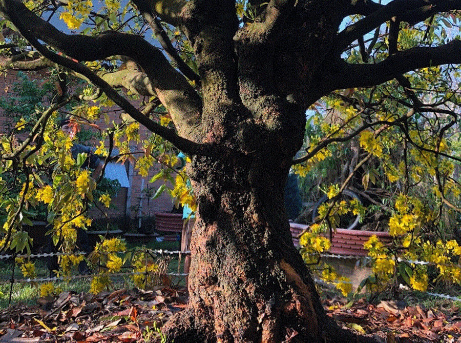 Ngam mai tram tuoi dai gia “chong” 6,1 ty chua chac mua duoc-Hinh-9