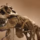 Vết xước bí ẩn trên xương khủng long hé lộ sự thật về T. rex