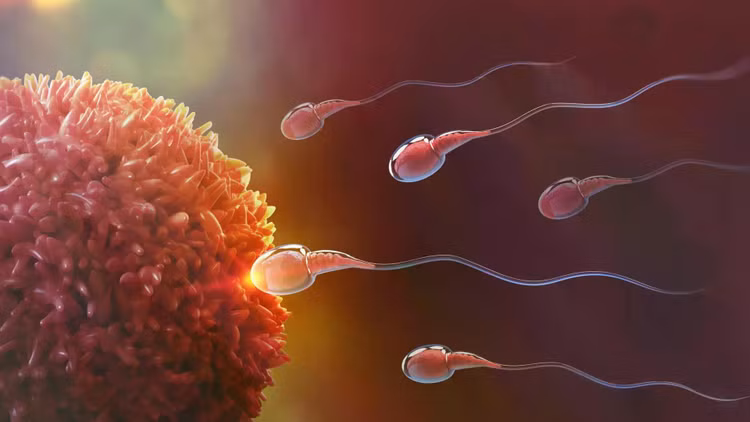 sperm-and-egg-cell-natural-fertilization.jpg