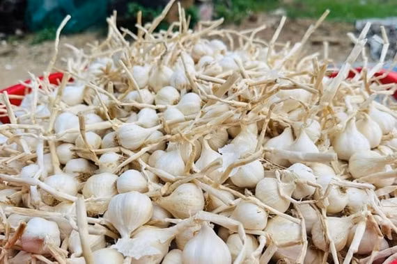 Chính sách mới giúp thúc đẩy thương hiệu tỏi Lý Sơn trong hội nhập