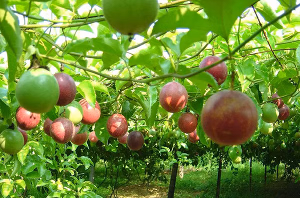 Trung Quốc đồng ý nhập khẩu quả chanh leo Việt Nam - Ảnh 1.