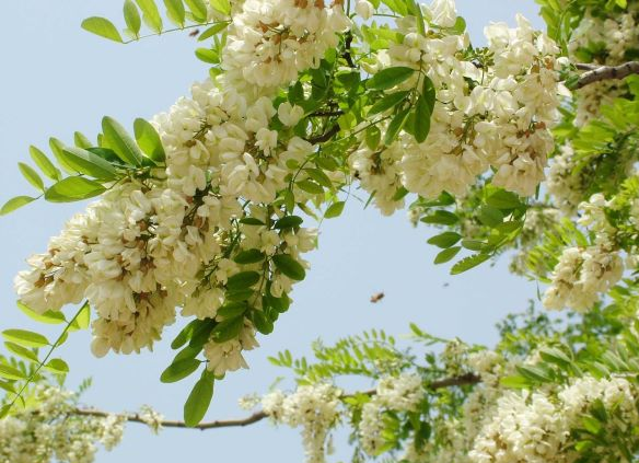 Hoa hoè là một vị thuốc nam quý, dân dã, vô cùng quen thuộc với người dân Việt Nam - Ảnh minh hoạ