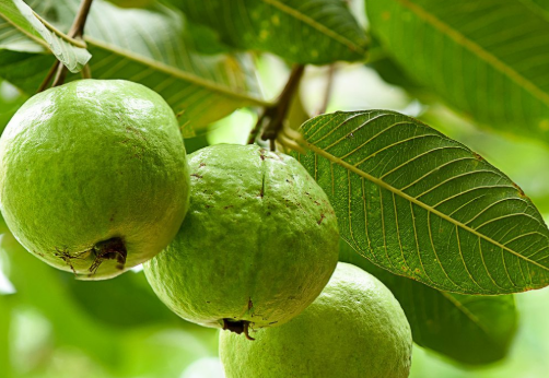 Tiêu thụ quả ổi và trà lá ổi rất tốt cho việc giảm cân.