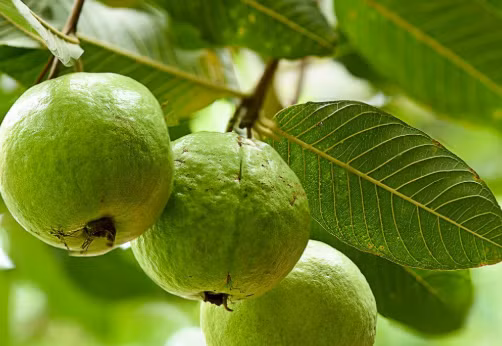 Tiêu thụ quả ổi và trà lá ổi rất tốt cho việc giảm cân.