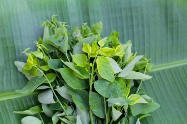 Rau ngót giúp kiểm soát đường huyết hiệu quả. Ảnh: Istock Rau ngót giúp kiểm soát đường huyết hiệu quả. Ảnh: Istock