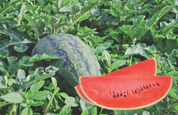 Dưa hấu có một số lợi ích ấn tượng với sức khoẻ - Ảnh minh hoạ