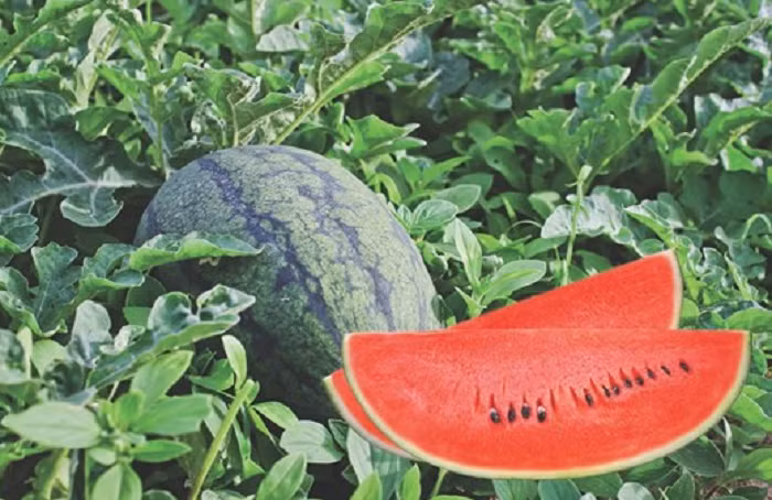 Dưa hấu có một số lợi ích ấn tượng với sức khoẻ - Ảnh minh hoạ