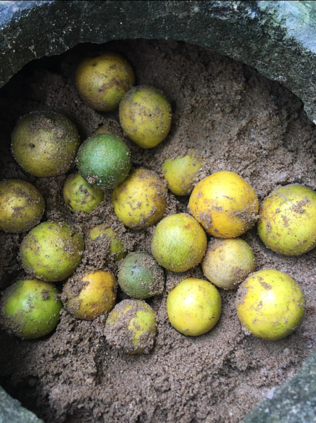 Cát có khả năng giữ độ ẩm tốt nên giúp chanh tươi lâu ngày ở nhiệt độ thường, thậm chí tới vài tháng mà không làm giảm chất lượng hay hương vị. Ảnh: Thúy NT