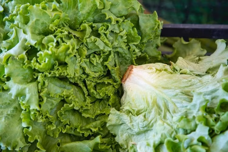 Với rau sống, người dân không nên ngâm quá lâu (trên 10 phút), khiến rau bị nhũn, giảm chất dinh dưỡng. Ảnh minh họa: engin_akyurt.