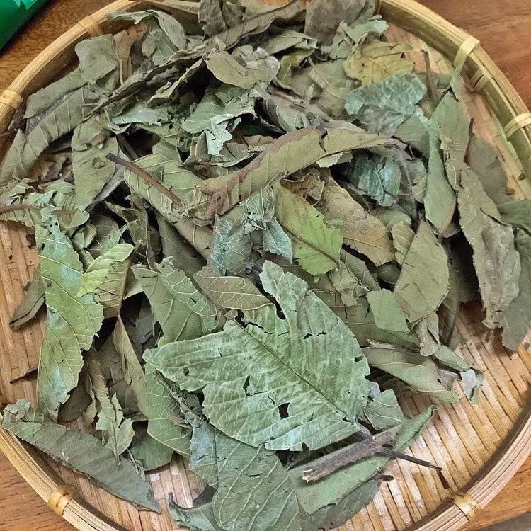 Lá ổi khô rất tốt cho sức khoẻ