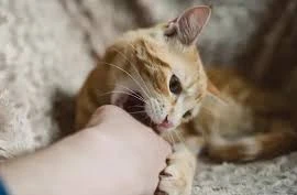 Bệnh viện cảnh báo sơ cứu sai cách với vết thương chó mèo cắn 