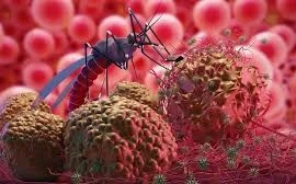 Điều trị thành công ca sốt rét ác tính trở về từ châu Phi