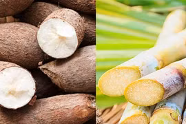 Cảnh báo về mì chính sang chiết: Nguy cơ mất an toàn thực phẩm