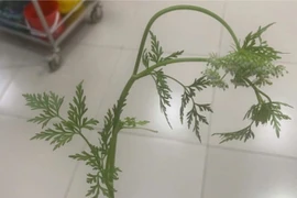 3 người ngộ độc sau ăn cây cần dại- Cẩn trọng với rau hoang mọc ven ruộng