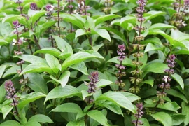 Bảo vệ sức khỏe mùa đông với húng quế