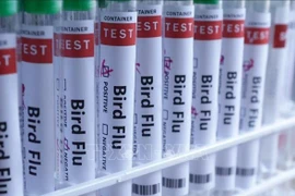 Biến chủng cúm Super K lan rộng tại Australia