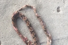 Cứu sống bệnh nhân bị rắn chàm quạp cắn