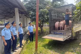 Phát hiện xe tải vận chuyển lợn không rõ nguồn gốc tại Cao Bằng