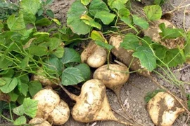 2 người hôn mê, 4 người cấp cứu sau khi ăn hạt quả cây củ đậu