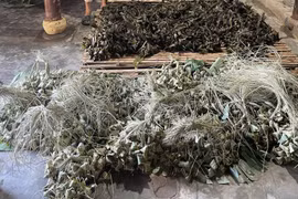Phát hiện sử dụng hàn the trong bánh ú tro dịp Tết Đoan Ngọ tại Đà Nẵng