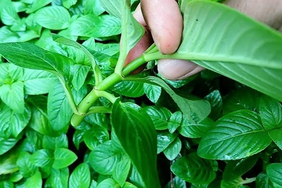 Rau xá xị từ vườn hoang lên bàn ăn, giá cao vẫn được săn lùng