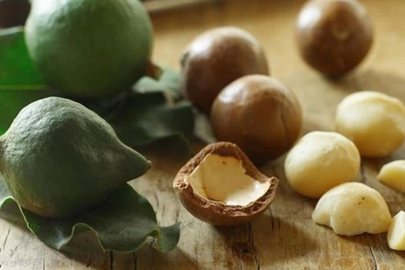 Cây mắc ca có nguồn gốc từ Australia, sau đó được trồng tại nhiều quốc gia có khí hậu phù hợp như Nam Phi, Trung Quốc và một số nước Đông Nam Á. Ảnh BHX