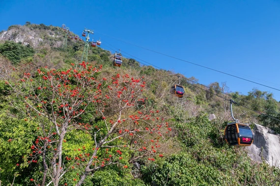 Hoa vông nem rực rỡ khoe sắc trên núi Bà Đen mùa khô