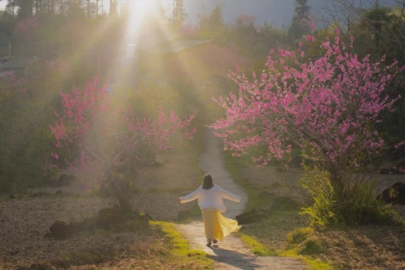 Vẻ đẹp hoang sơ của Tùng Vài thu hút du khách mỗi mùa xuân