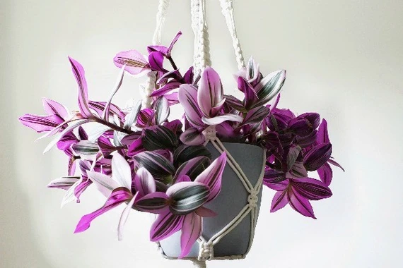 Thài lài hồng: Cây cảnh trang trí độc đáo mang ý nghĩa phong thủy