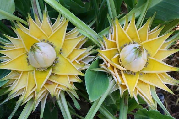 Loài cây nở hoa vàng rực, được săn tìm vì ý nghĩa tài lộc