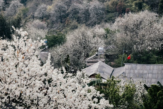 Hoa sơn tra bung nở đẹp mê hoặc tại bản Nậm Nghẹp Sơn La