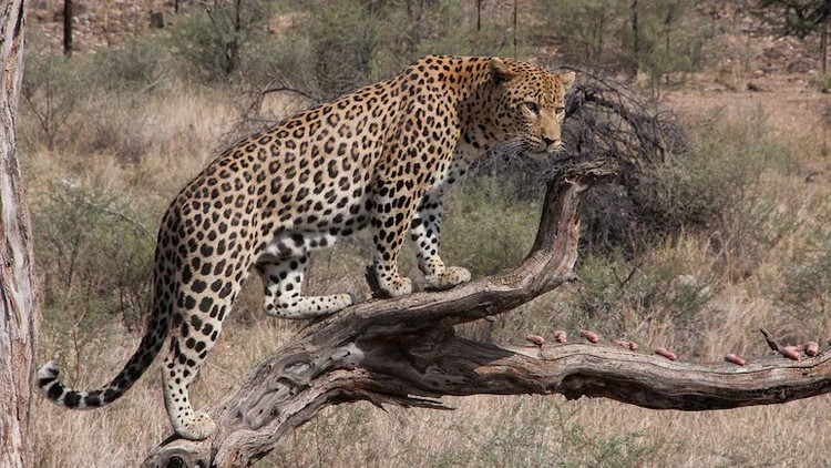 Foto ilustrativa: NDTV. bao.png