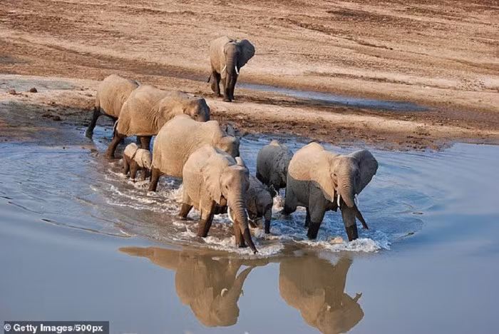 Vụ việc xảy ra tại Công viên quốc gia South Luangwa, Zambia. Ảnh: Getty.