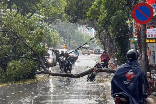 Cây xanh đổ đè trúng người đi xe máy ở Hà Nội