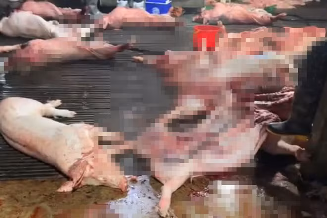 Khởi tố nhóm đối tượng tiêu thụ gần 300 tấn lợn bệnh
