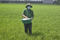 [VIDEO] Giá gạo châu Á tăng mạnh nhất 20 năm: Cơ hội nào cho Việt Nam?