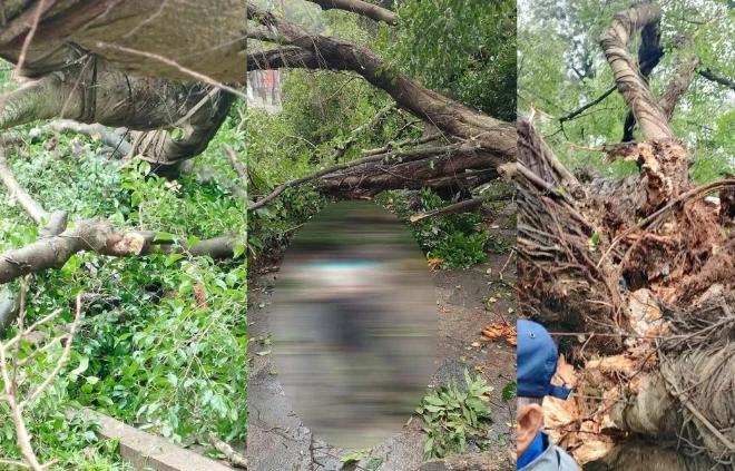 Hai cây si cổ thụ bất ngờ đổ trước đền Quán Thánh, 2 người bị thương