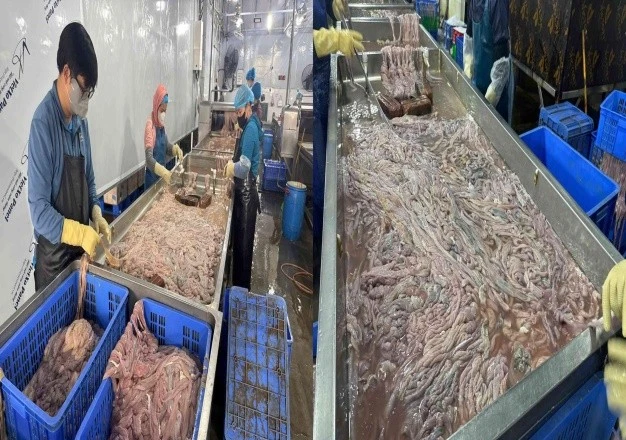 Công an Hà Nội phát hiện cơ sở chế biến hàng chục tấn lòng lợn không rõ nguồn gốc