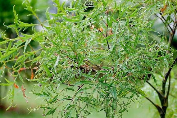 Bác sĩ chỉ rõ người nên uống nước lá đinh lăng để bồi bổ sức khỏe