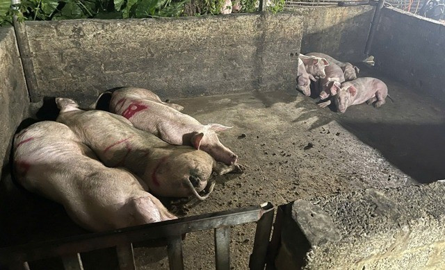 3 tấn thịt lợn nhiễm dịch tả được phát hiện ở Hà Nam