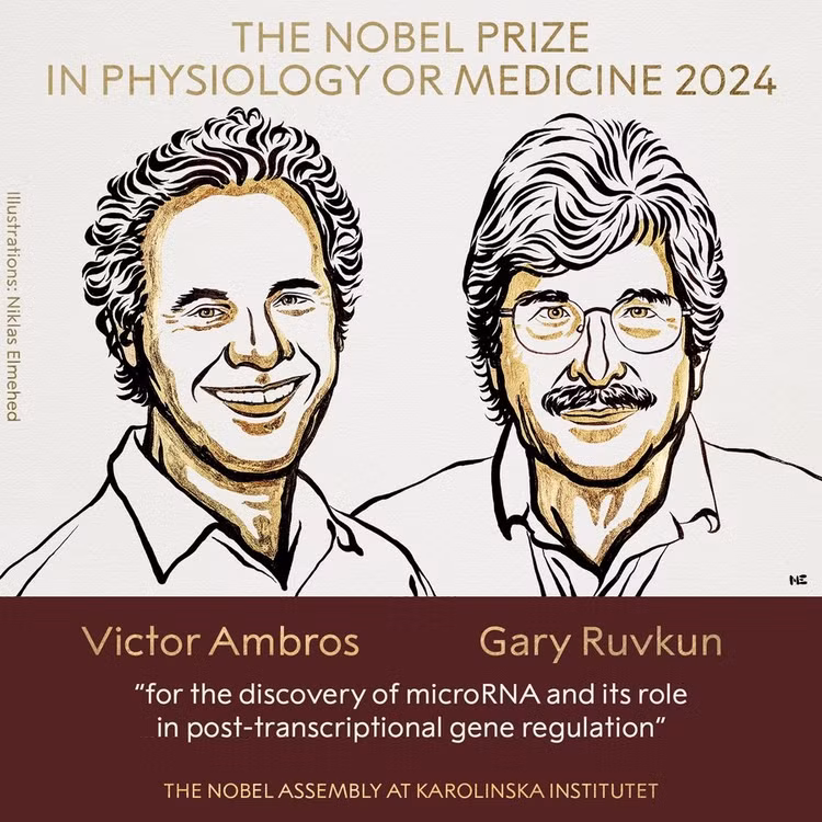 Giải Nobel Y học năm 2024 vinh danh người khám phá microARN Giai Nobel Y hoc nam 2024 vinh danh nguoi kham pha microARN