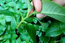 Rau xá xị từ vườn hoang lên bàn ăn, giá cao vẫn được săn lùng