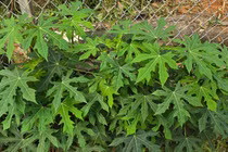 Không cần nêm vẫn đậm vị, loại rau giá 80.000 đồng/kg vẫn 'đắt khách'