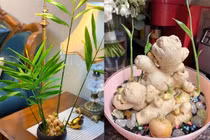 Hướng dẫn trồng gừng bonsai để bàn xanh mướt, thơm dịu tại nhà