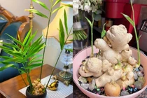 Hướng dẫn trồng gừng bonsai để bàn xanh mướt, thơm dịu tại nhà