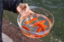 Cách chọn cá chép khỏe, đẹp để tiễn ông Công ông Táo về trời