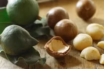 Cây mắc ca có nguồn gốc từ Australia, sau đó được trồng tại nhiều quốc gia có khí hậu phù hợp như Nam Phi, Trung Quốc và một số nước Đông Nam Á. Ảnh BHX