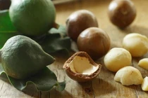 Cây mắc ca có nguồn gốc từ Australia, sau đó được trồng tại nhiều quốc gia có khí hậu phù hợp như Nam Phi, Trung Quốc và một số nước Đông Nam Á. Ảnh BHX